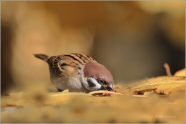 <p>VRABEC POLNÍ (Passer montanus) /Eurasian tree sparrow -Feldsperling/</p>